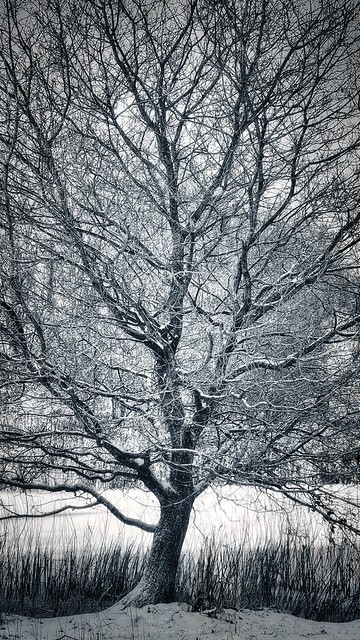 Snow on the tree (in Explore 21.01.2024)