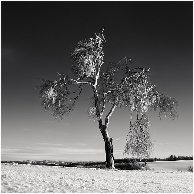 Frozen Birch Tree