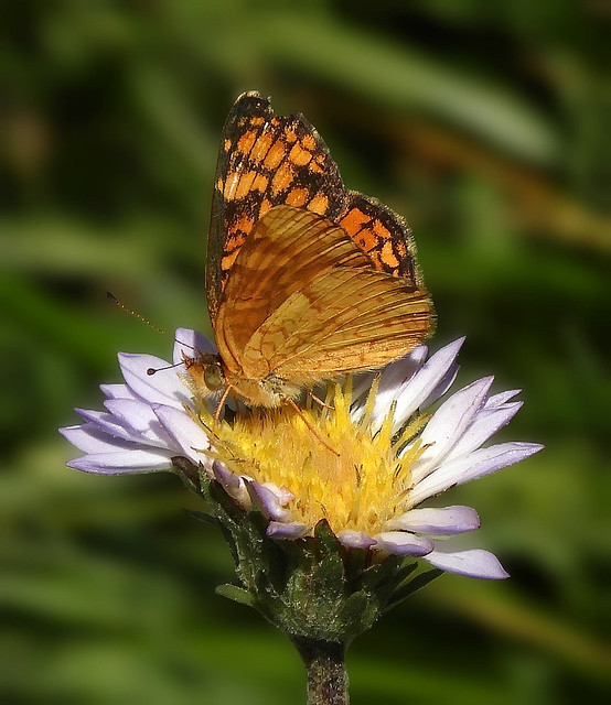 Field Crescent Butterfly, on wild Fleabane