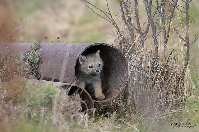 What's in the pipe ?  2 adorable South american Gray Foxes puppies !!!