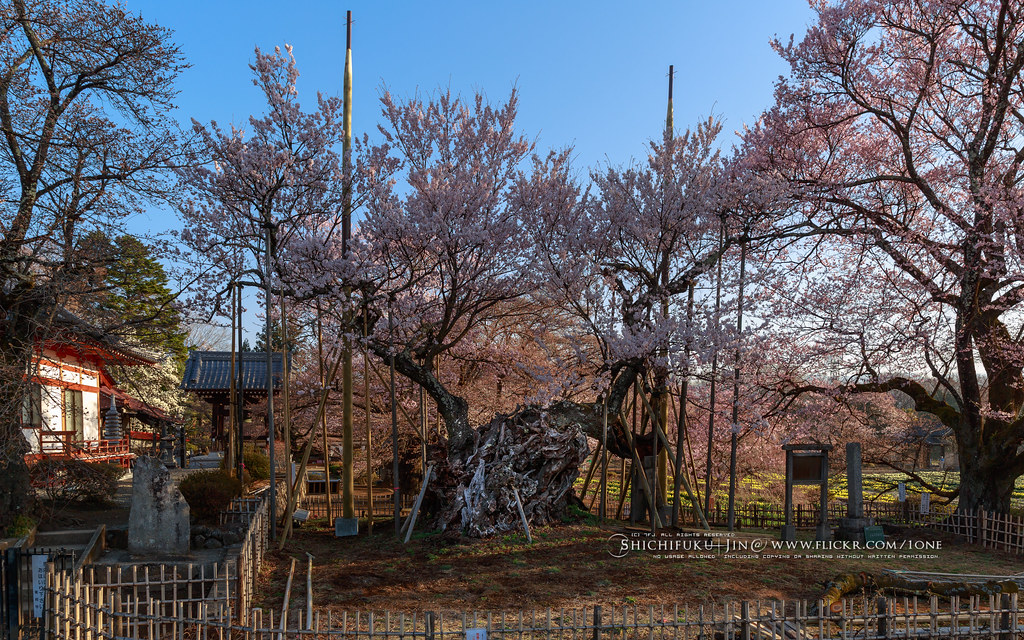 The oldest sakura in japan, Yamataka-Jindai-Zakura, A 2,000-year-old cherry tree. nationally designated natural monument the 1st, at Jissoji Temple, Yamanashi pref., Japan