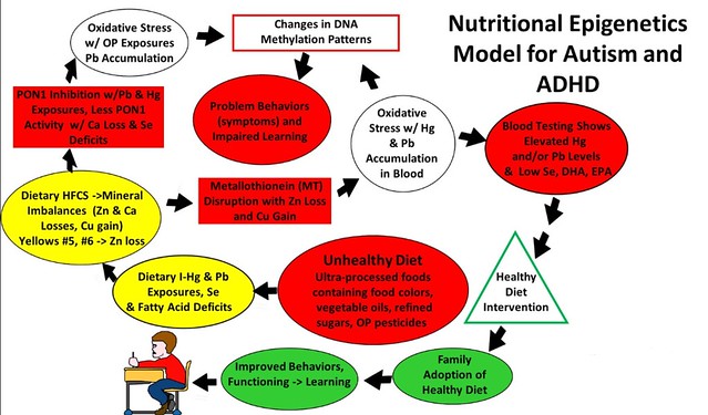 Nutritional Epigenetics Model for Autism and ADHD
