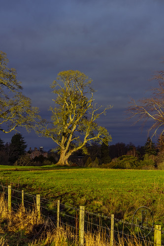 A Tree in a Golden Winter Sunset framing Arniston House 4 of 5 by PHH Sykes, The Sun shone golden on the tree and the two together made a picture. In the shadow at some distance