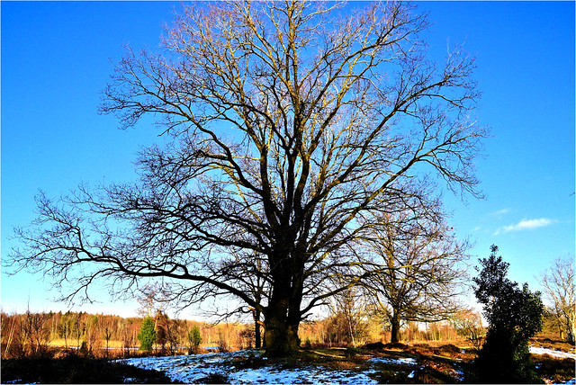 barren tree in wintertime......