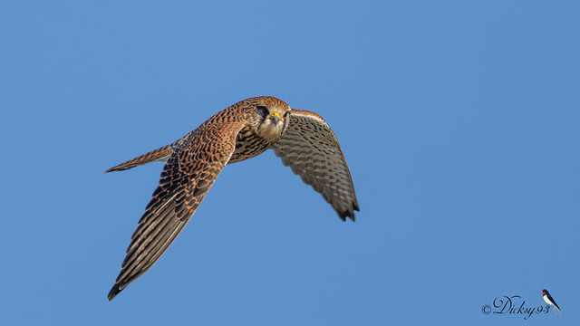 Faucon crécerelle ♀ (Falco tinnunculus)
