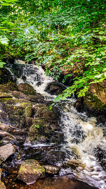 Whispering Cascade in the Woodland