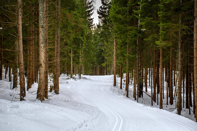 Ski Trail