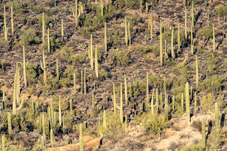 Tons of Saguaro cactus at Gates Pass - at dusk. Tucson Arizona