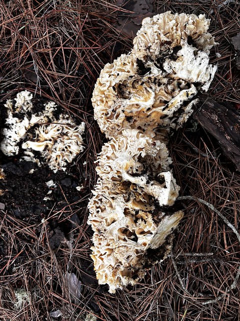 Inside a cauliflower mushroom