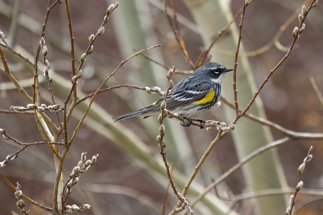 Yellow-rumped warbler with fuzzy buds wider