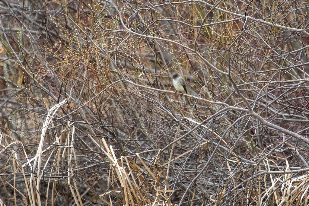 Eastern Phoebe perched in the spring marsh