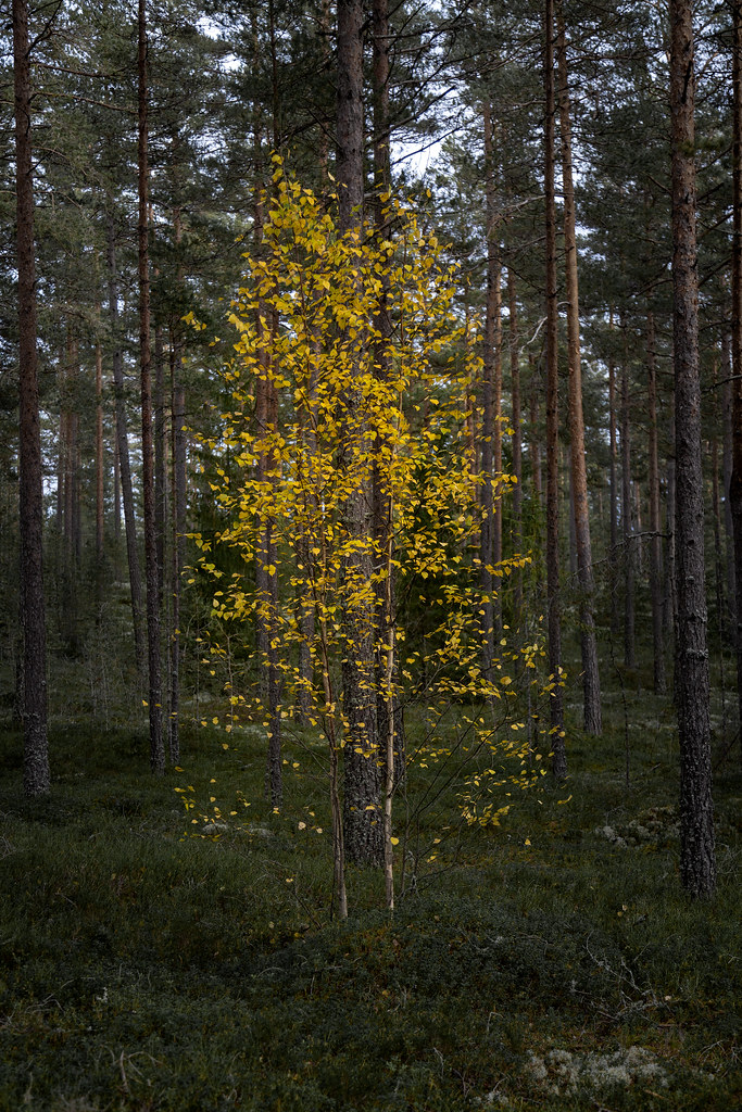 Yellow birch among pines