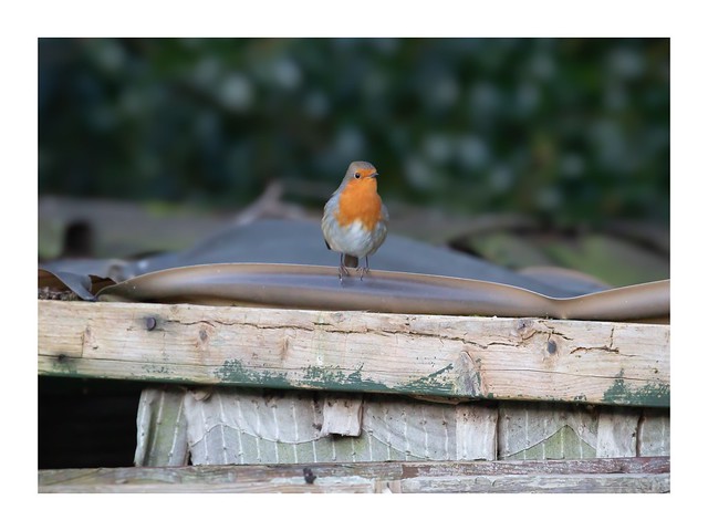Robin, our frequent visitor.