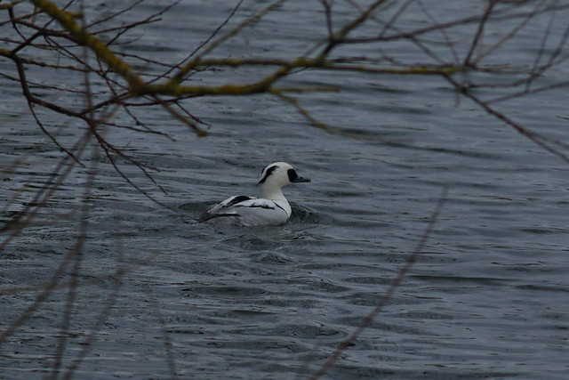 BG4A8755 Fishers Green Smew Two