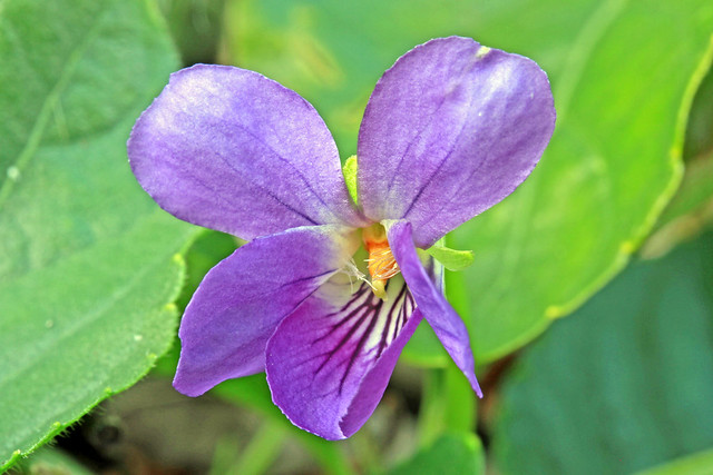 Viola hirta (early flowering)