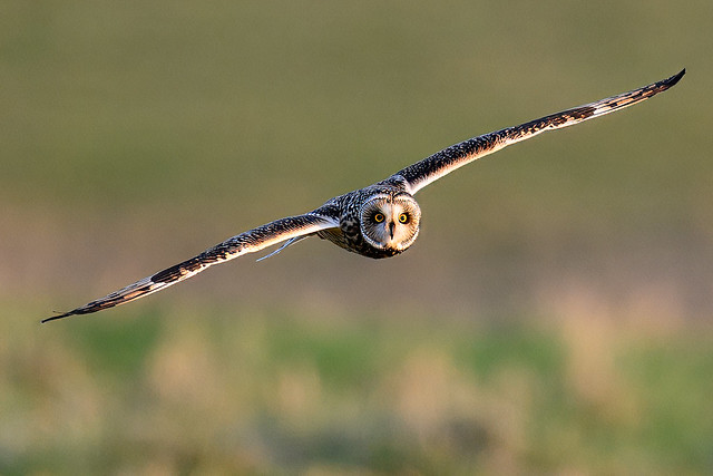 Short-eared Owl having a good look at me!