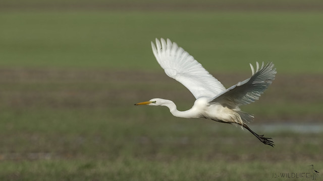 Silberreiher - Great egret