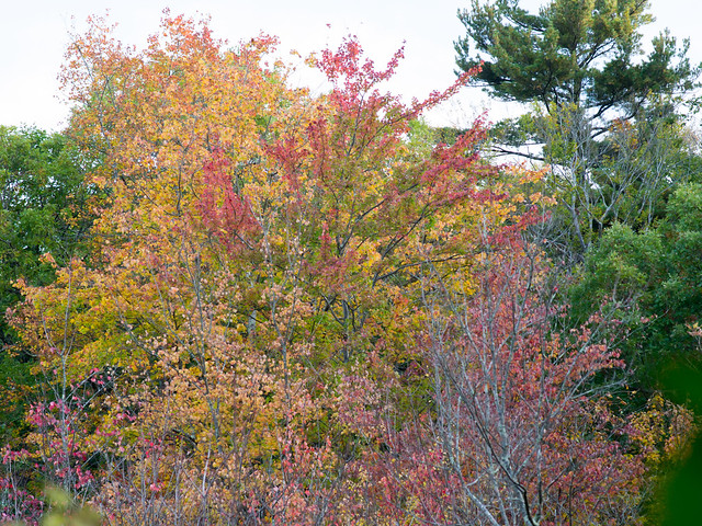 Resplendent Autumn foliage