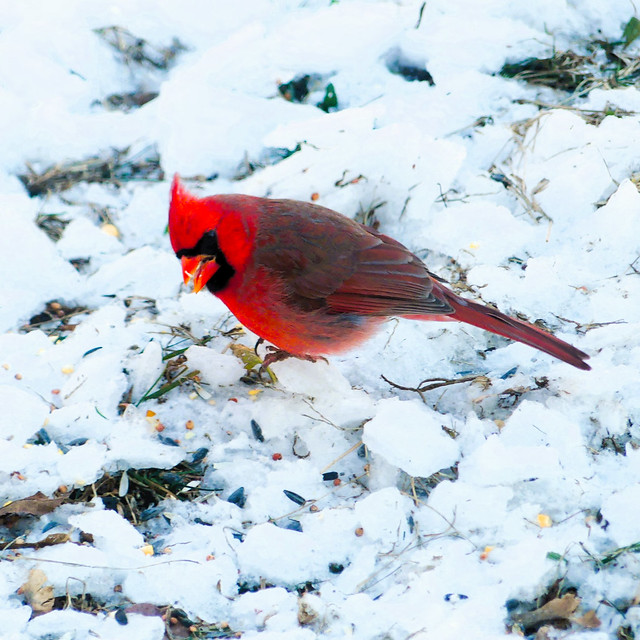 Cardinal Eating On Snowy Ground