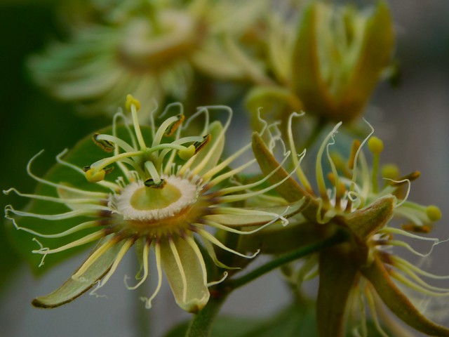 Passiflora auriculata