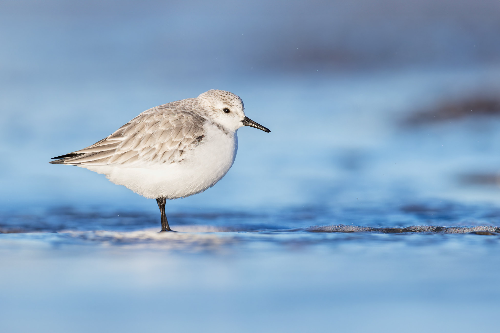 Calidris alba | Sanderling | sandlöpare