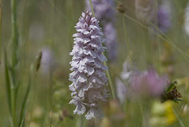 15062308 common spotted orchid
