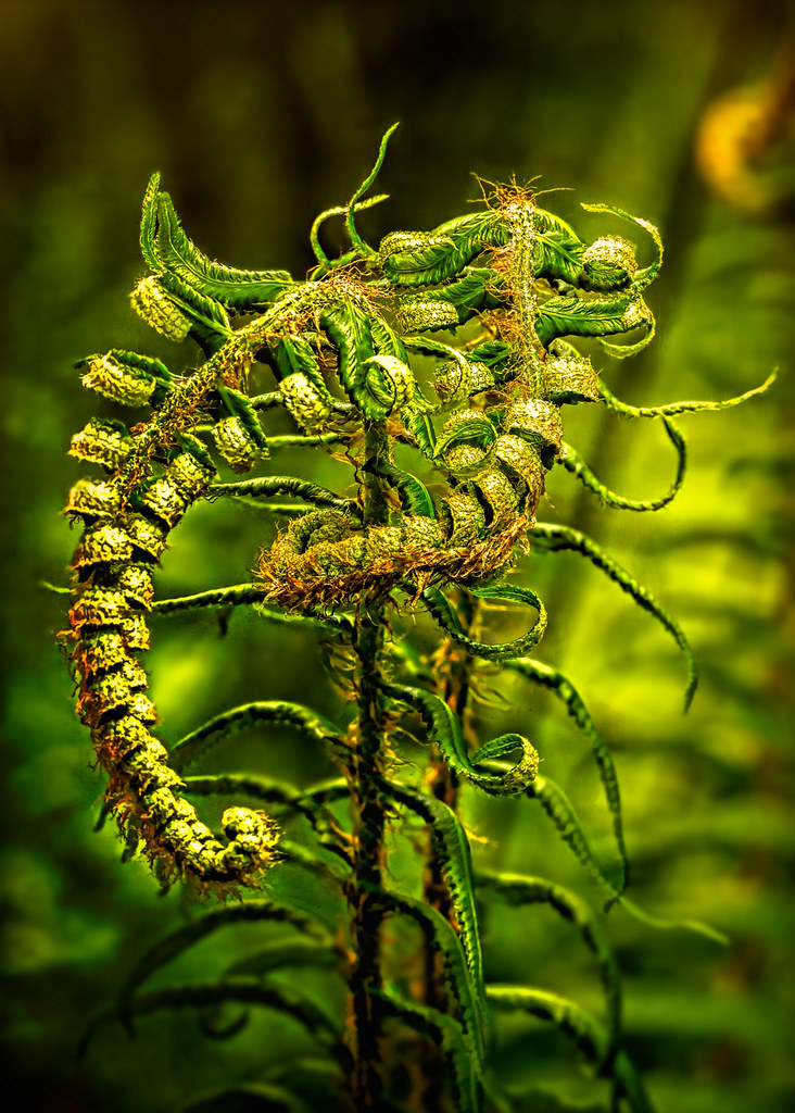 Twisted fern