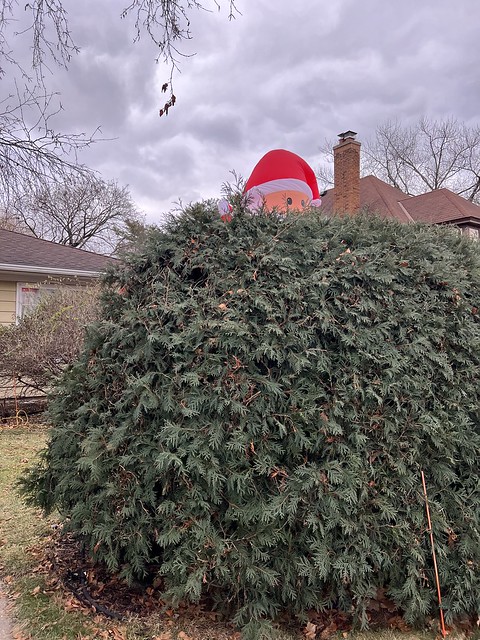 Monroe Street inflatable Santa behind a tall hedge