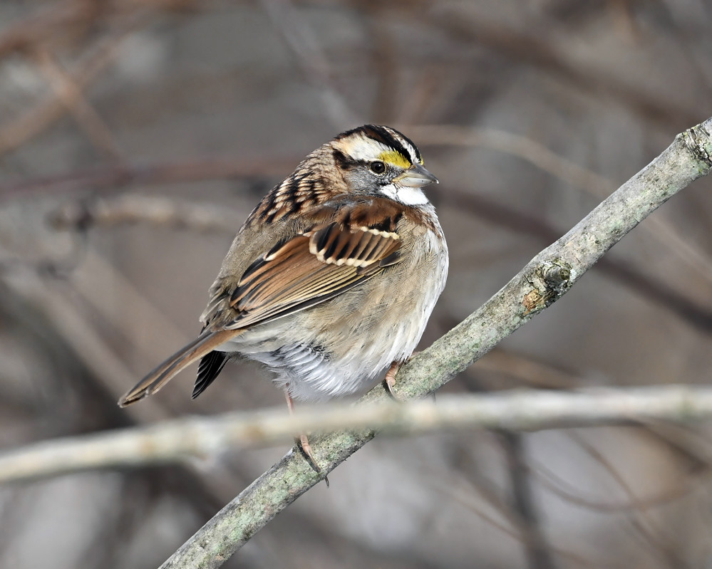White-throated Sparrow, Mendon Ponds Park © Alan Bloom January 16, 2024