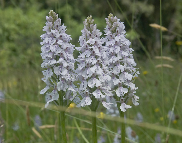15062304 common-spotted orchid