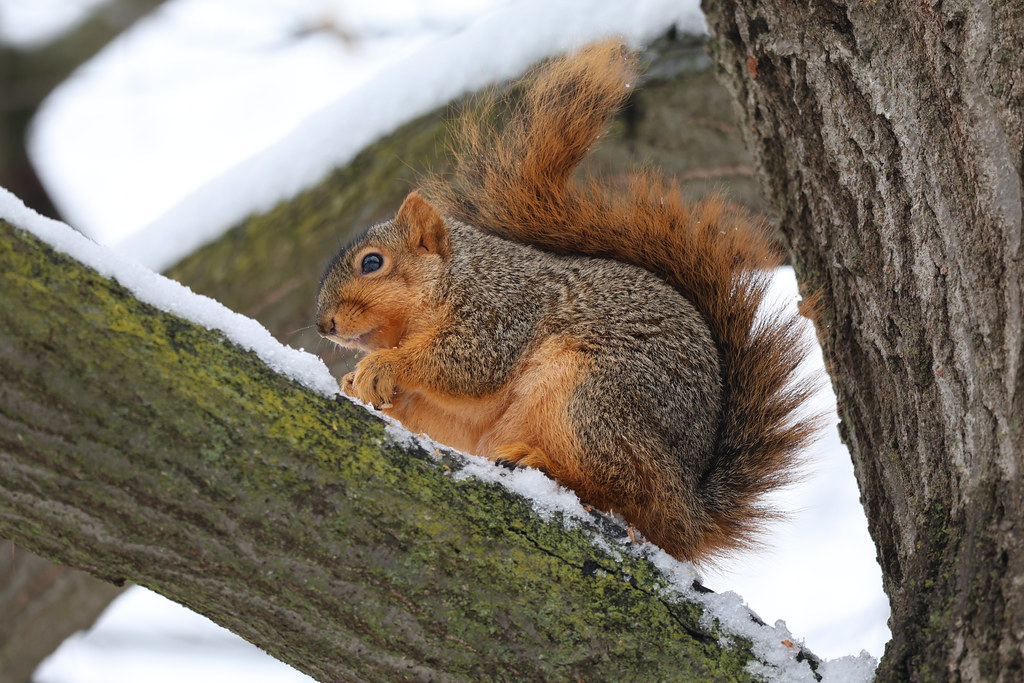 Fox Squirrels in Ann Arbor at the University of Michigan on January 11th, 2024