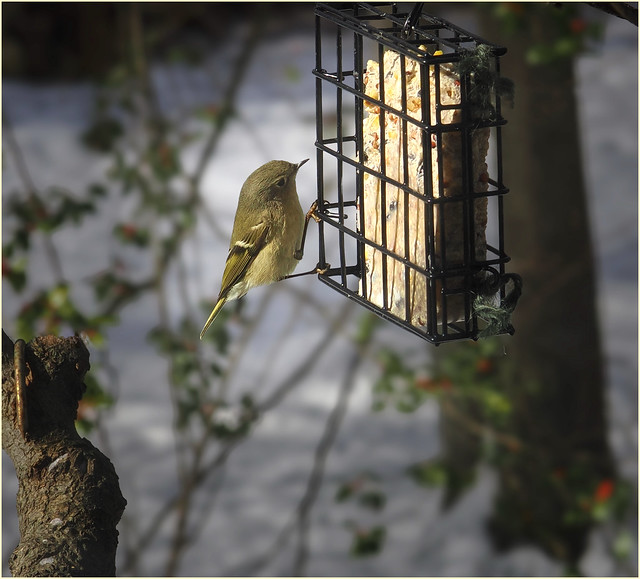Female Goldfinch Having Lunch