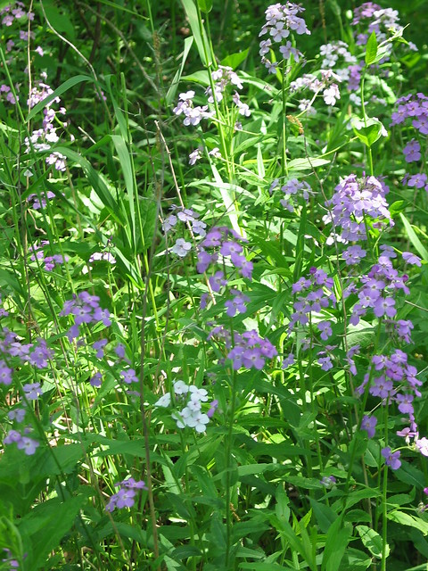 “Purple Sweet rocked flowers , in Latin “Hesperis Matronalis” flowers near the shore of Duffins marsh in Discovery bay , Martin’s photographs , Ajax , Ontario , Canada , June 6. 2021”