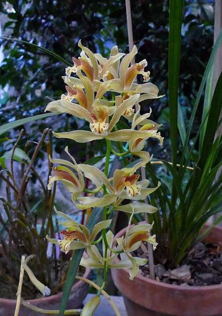 Cymbidium x gammieanum natural primary hybrid / species orchid