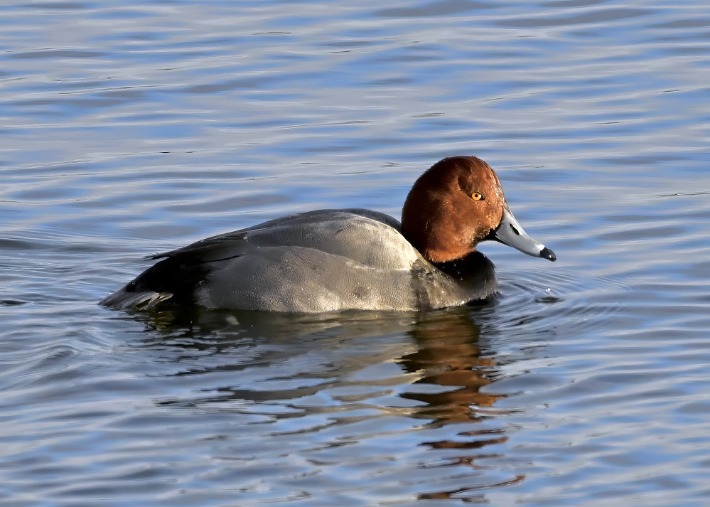 Redhead, Irondequoit Bay Outlet © Alan Bloom January 17, 2024
