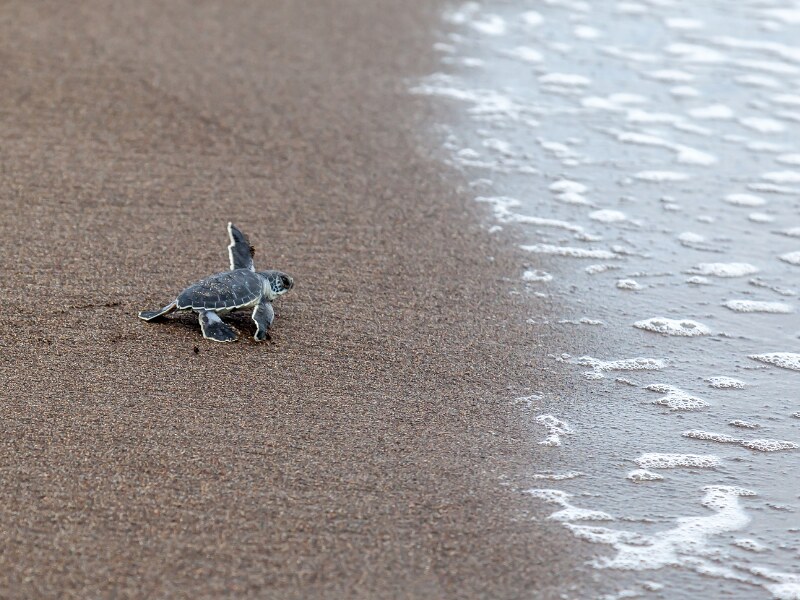 costa rica wildlife - turtles