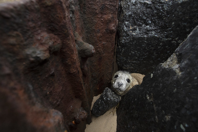 Trapped Grey Seal Pup
