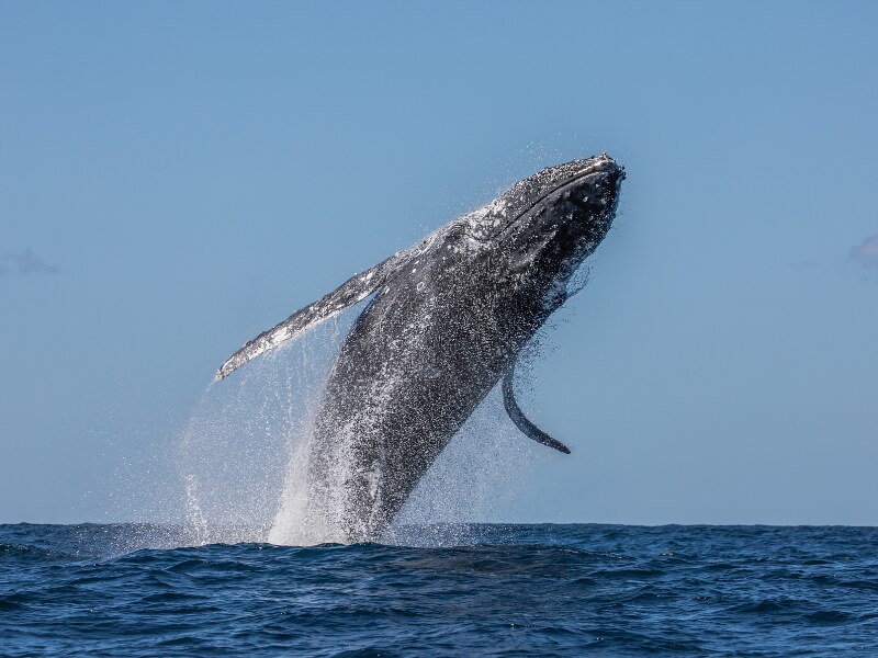 costa rica wildlife - humpback whale