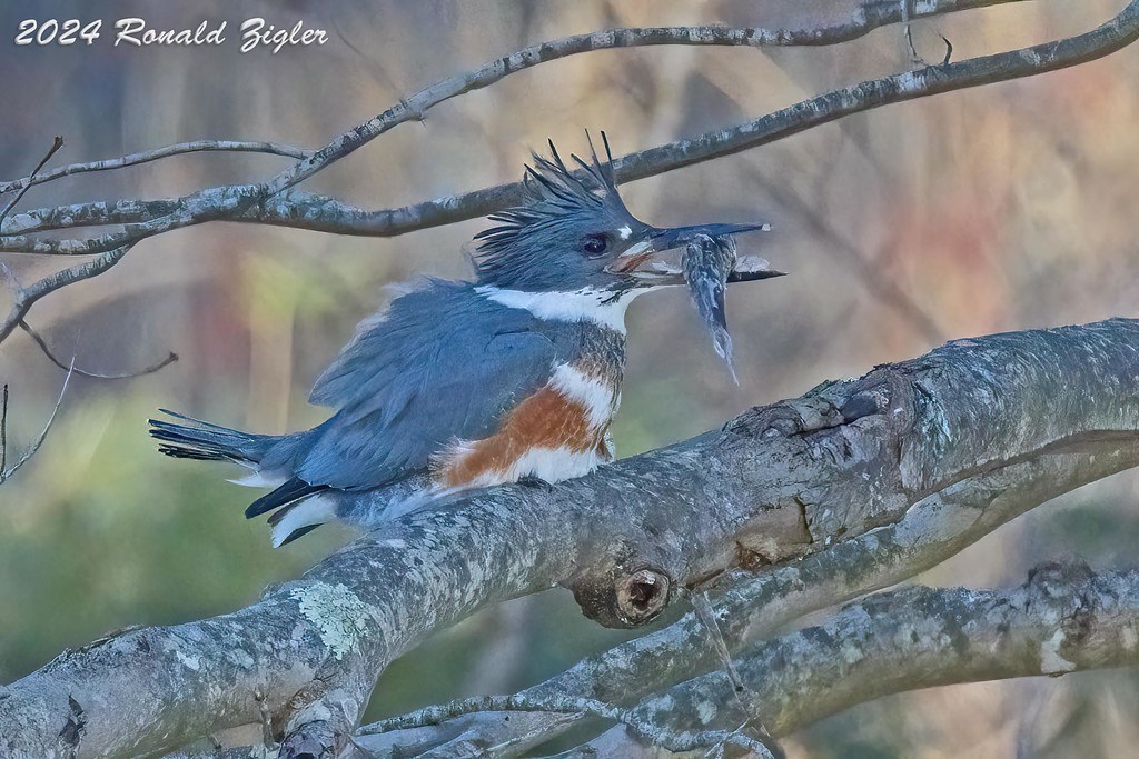 Belted Kingfisher with her catch_67A3346