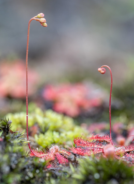 Spoon-leaved sundews