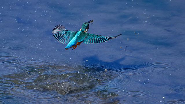 martin-pêcheur / kingfisher 23L_1160