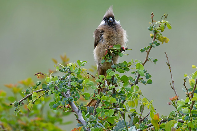 Speckled Mousebird // rabo-de-junco-de-peito-barrado