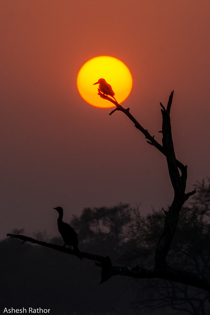 Sunset in bharatpur