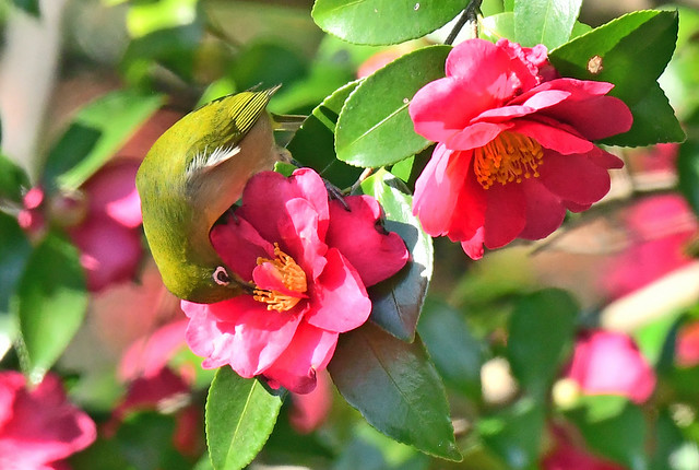 A Japanese white-eye (Zosterops japonicus) sucking nectar from a Camellia sasanqua flower