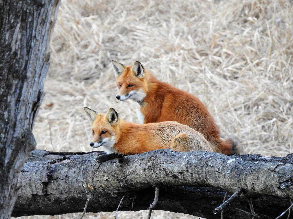 Courtship - Red Foxes
