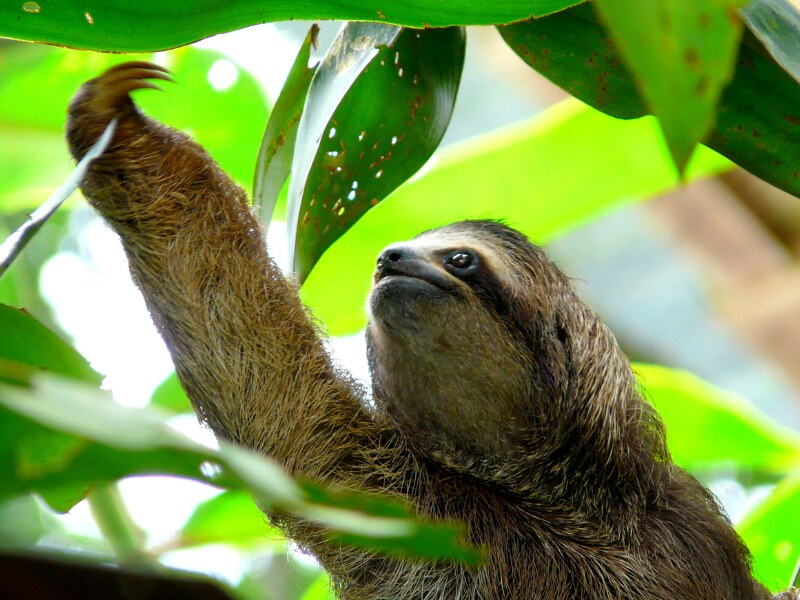 costa rica wildlife - sloth