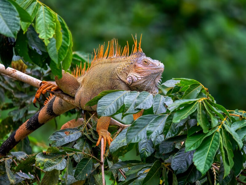 costa rica wildlife - Iguana