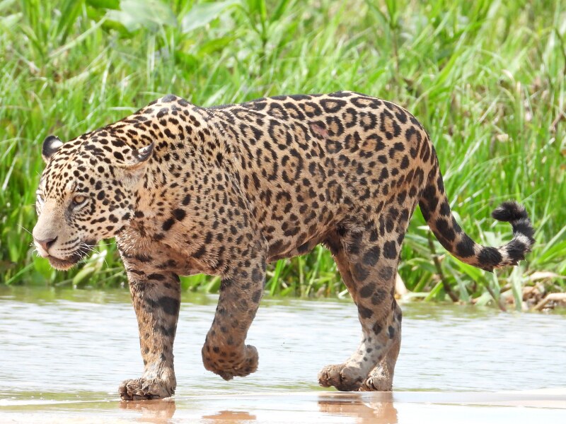 costa rica wildlife - Jaguar