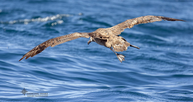 _L9A5447 Black-footed Albatross ©Dancing Snake Nature Photography