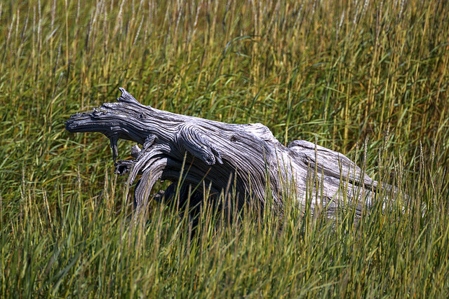 Dead Wood in the Tall Grass